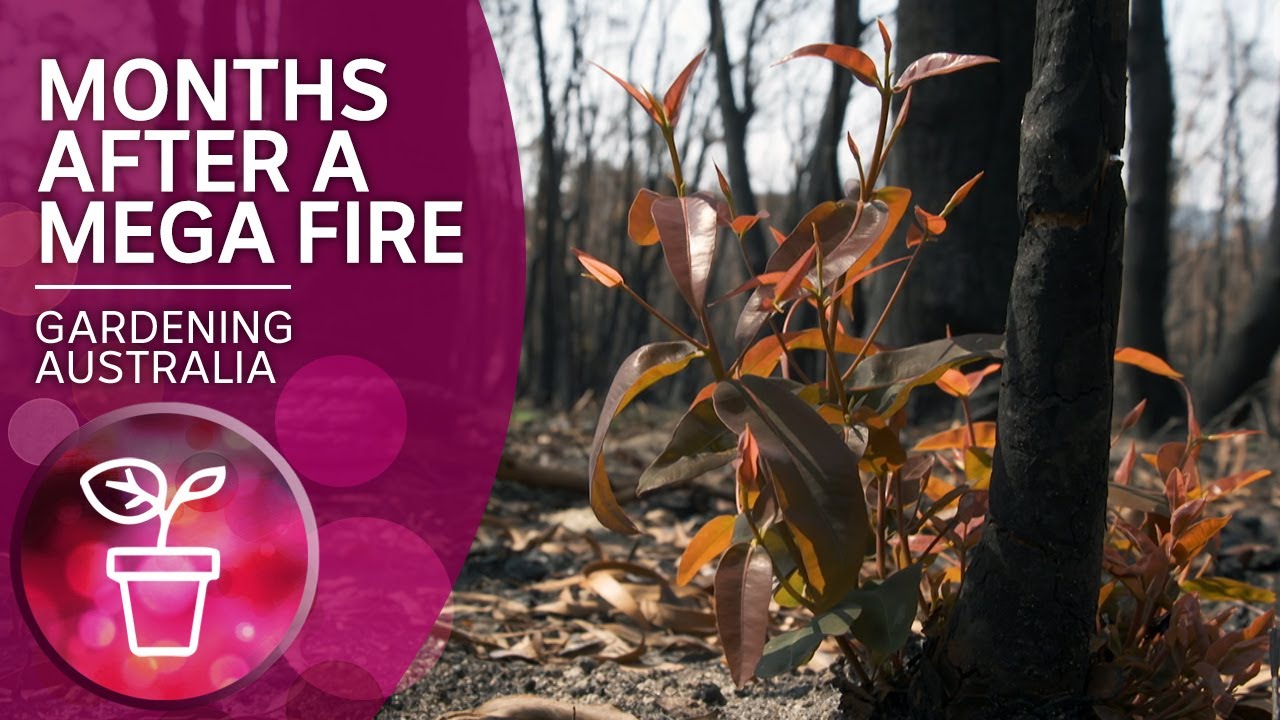 A botanist's view of the blue mountains fire zone | Recovery After Bushfires | Gardening Australia