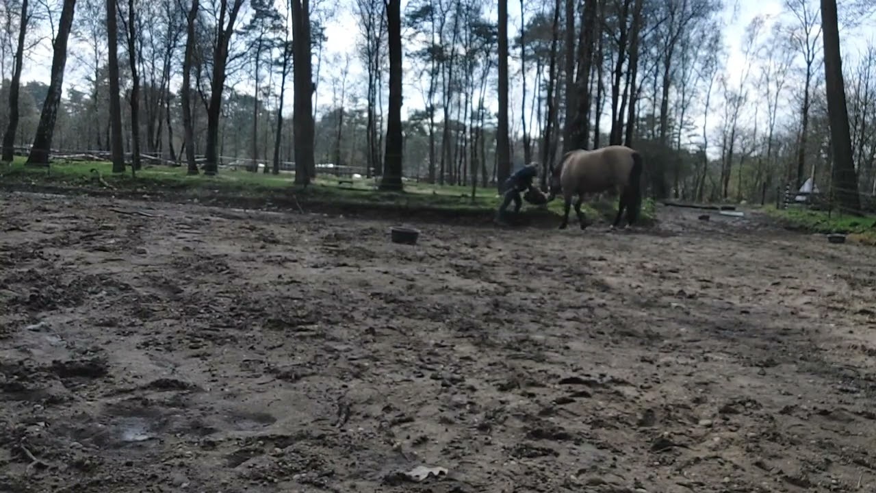 Ivo in de grote paddock, bakjes, volgen, op de mat en snuffelmat