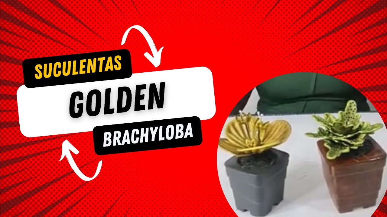 SUCULENTA GOLDEN E SUCULENTA BRACHYLOBA - FLORES DA PIPOL