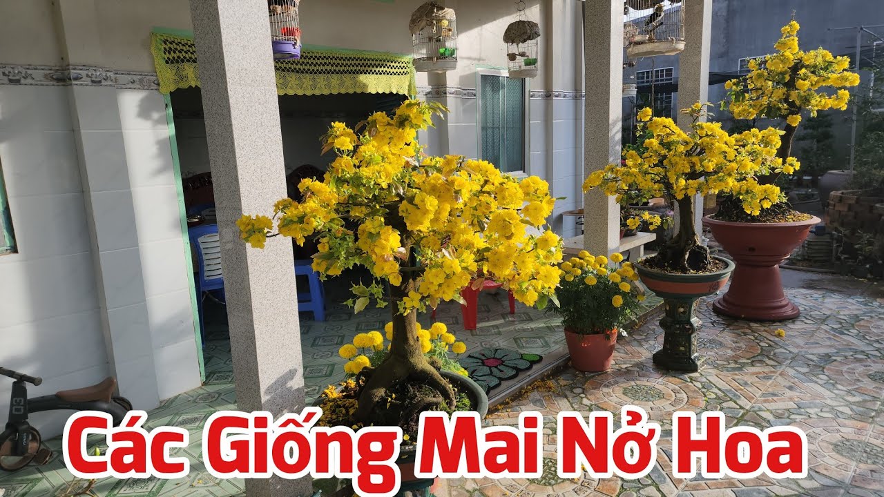 Các Giống Mai Nở Hoa