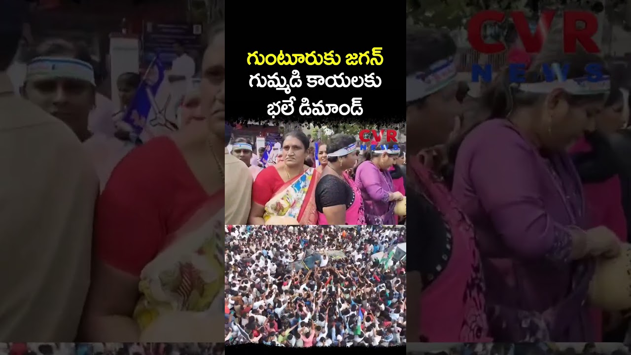 గుంటూరుకు జగన్ 'గుమ్మడి' కాయలకు భలే డిమాండ్ | YS Jagan Guntur Tour | CVR NEWS