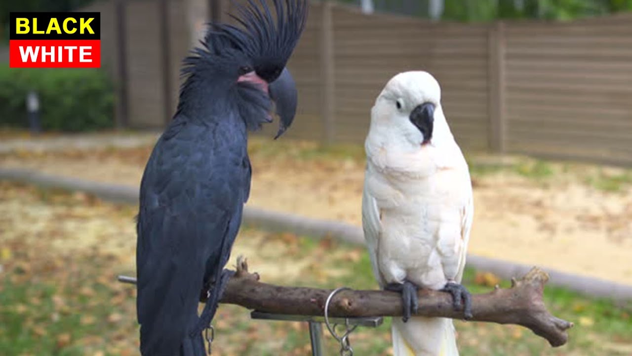 Can black cockatoo live with white cockatoo? | Animals For Kids [TB Release]