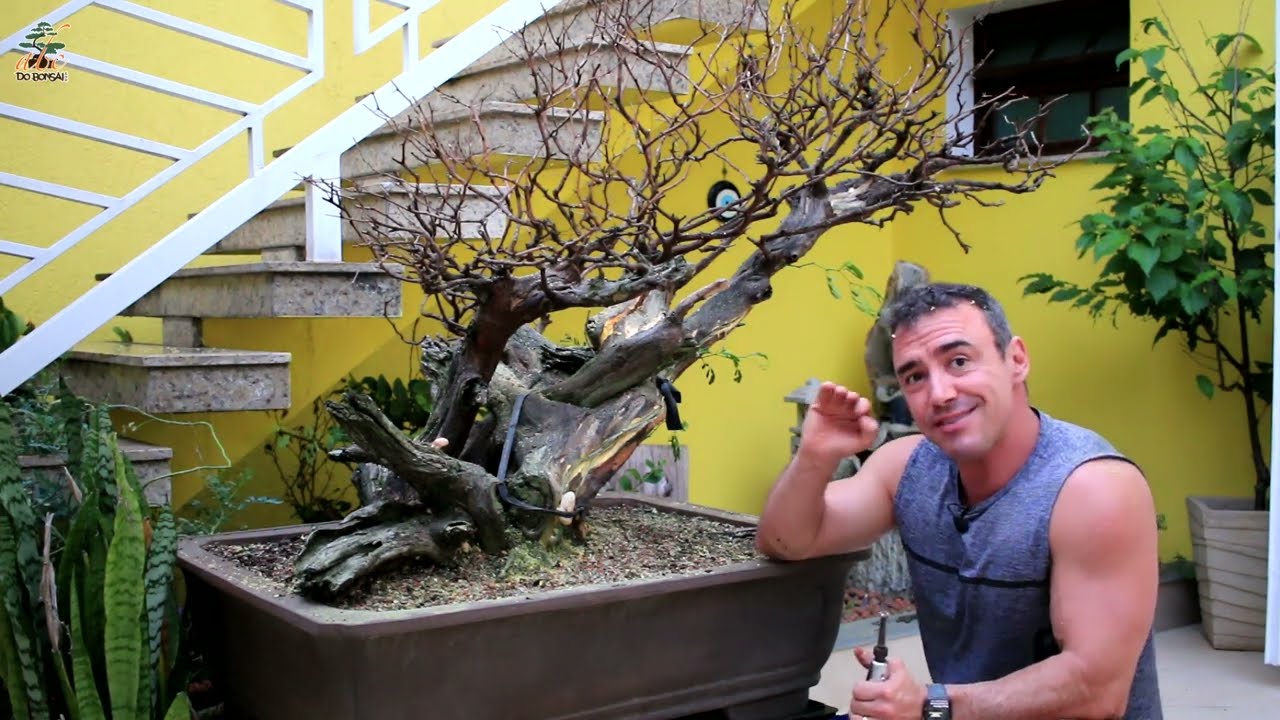 MATEI UM BONSAI DE 12 MIL REAIS