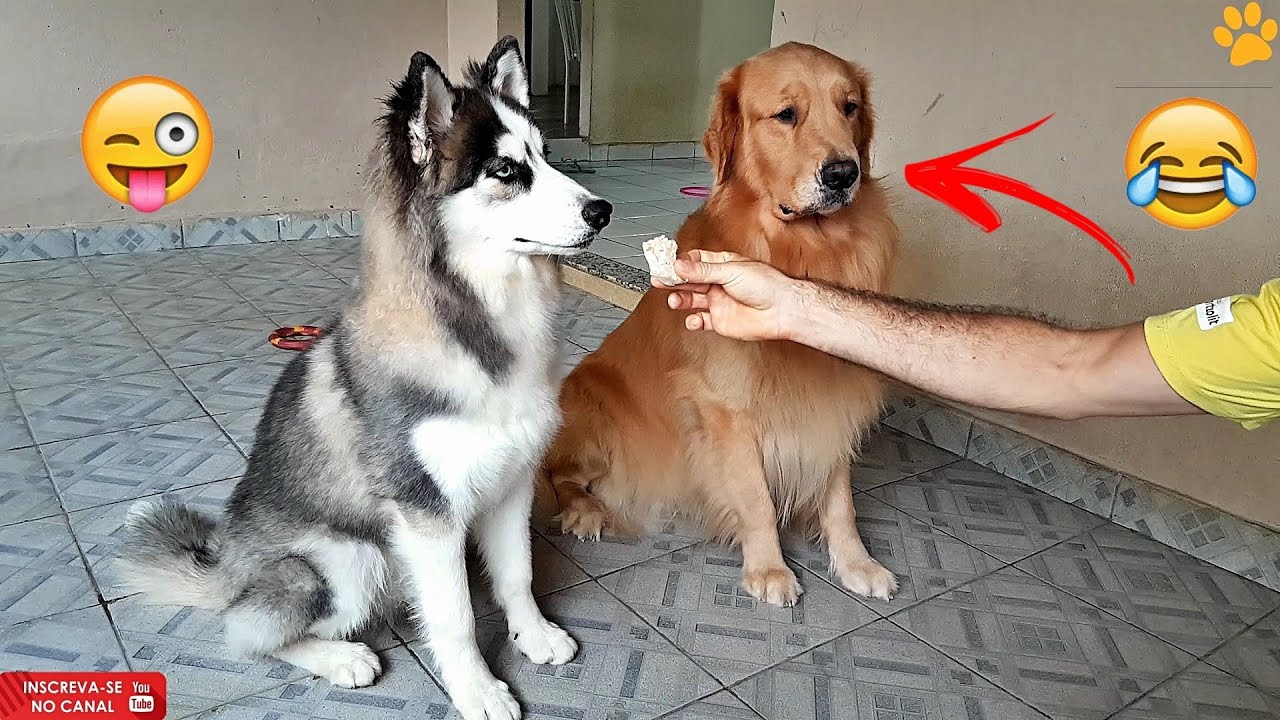 Desafio - Quem leva a melhor - Treinando o alto controle - Challenge