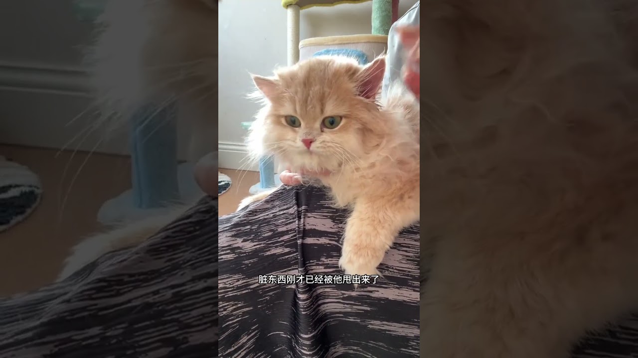 Novice parents must watch Daily nursing course for kittens Cleaning the black chin is too