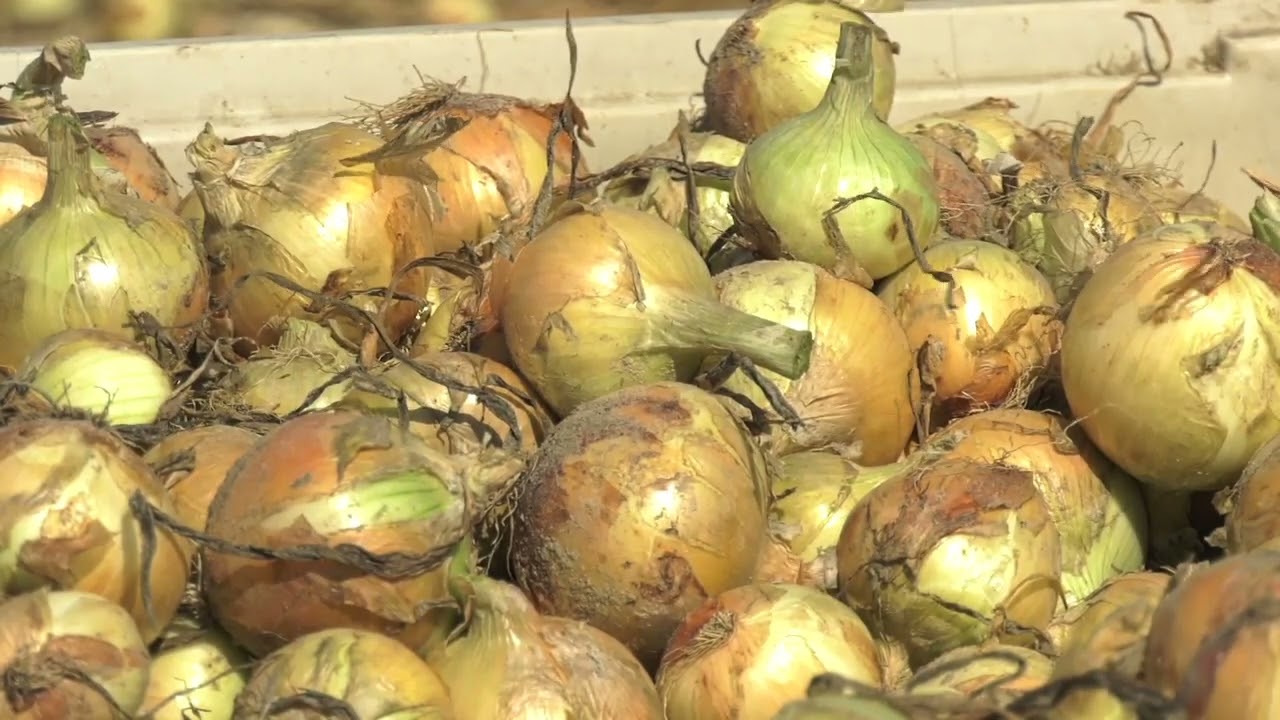 Vidalia Onions Are Headed to a Store Near You