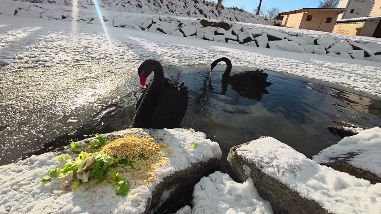 Пруд подмерзает