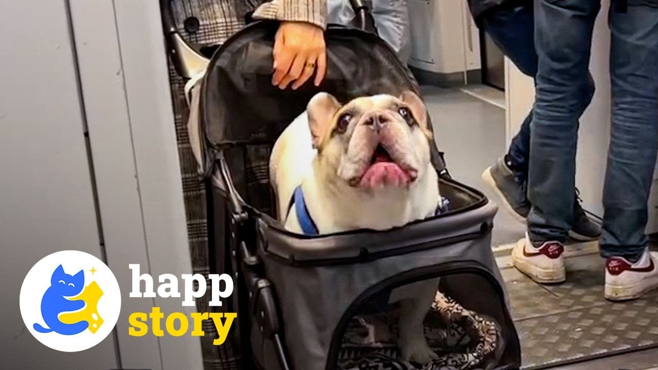 The TALKATIVE Frenchie! He Never Stops Chatting!🐶 | HAPP