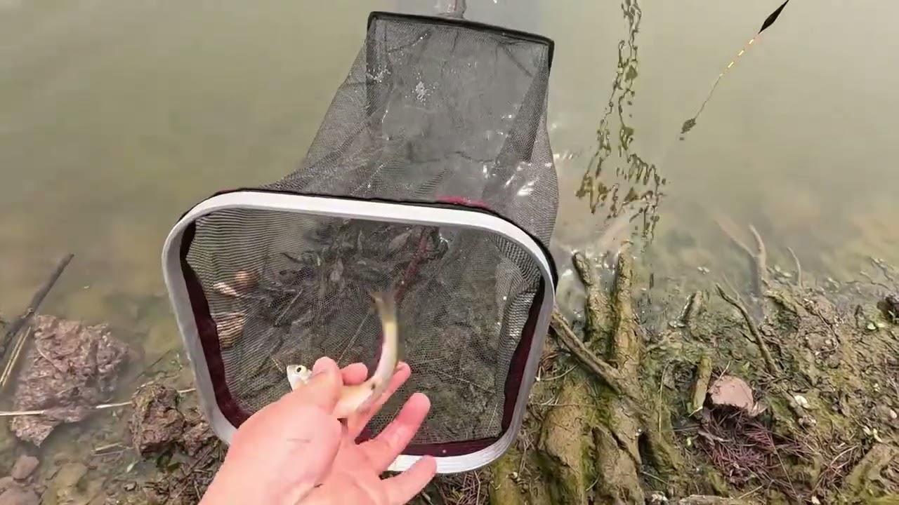 钓点实测，鱼群密度惊人！ #钓鱼王地狱猫 #螺纹钢综合 #螺纹钢宗