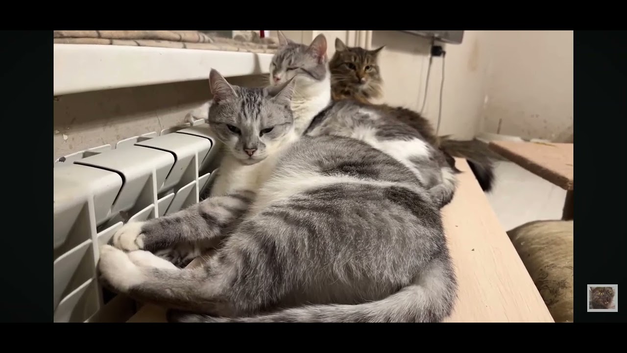 Gatos se aquecem em temperaturas de -40&deg;C. 🐱