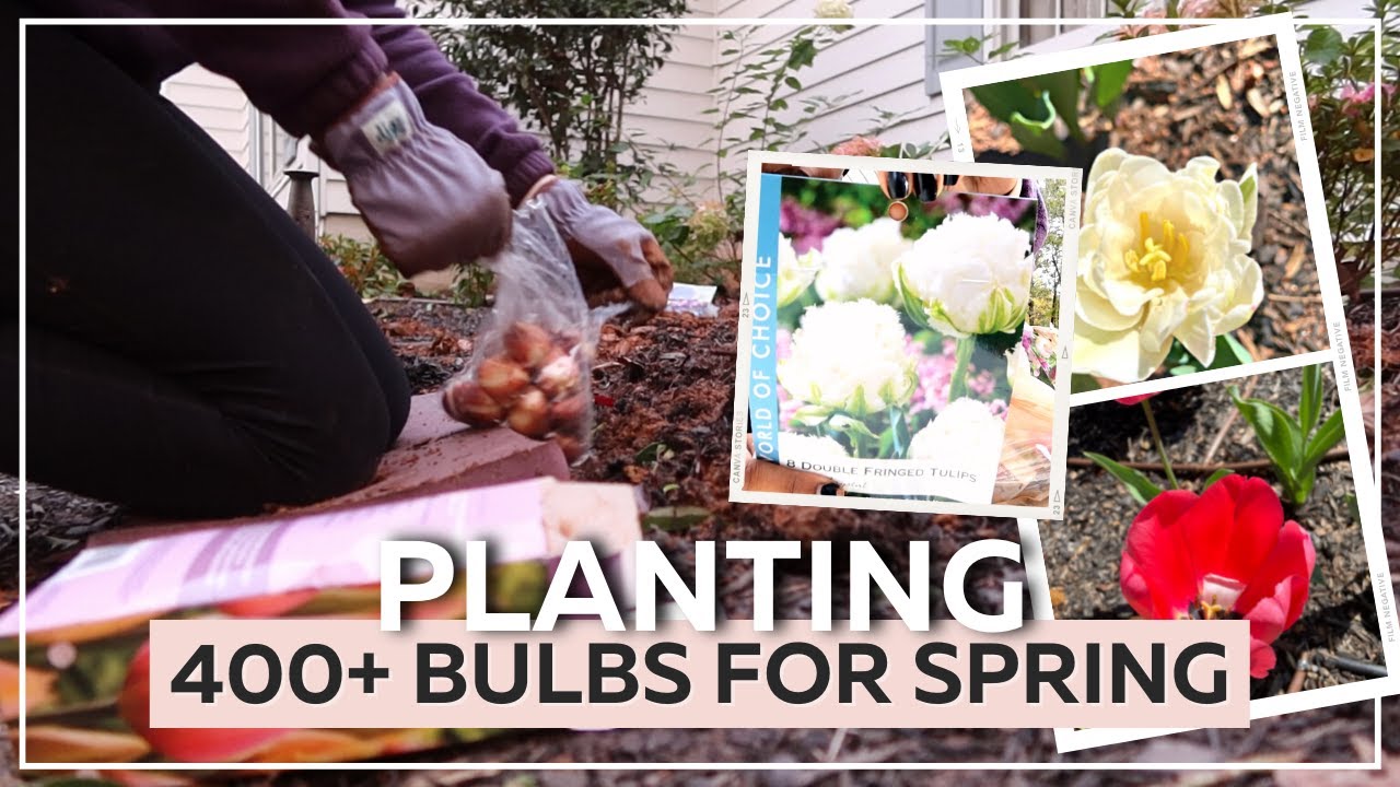 PLANTING OVER 400 SPRING BULBS & MASSIVE GARDEN CLEAR OUT 🌷| HOUSE TO HOME