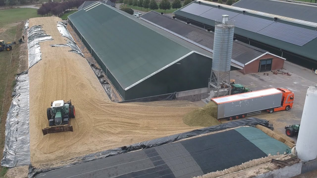 Corn silage at Back