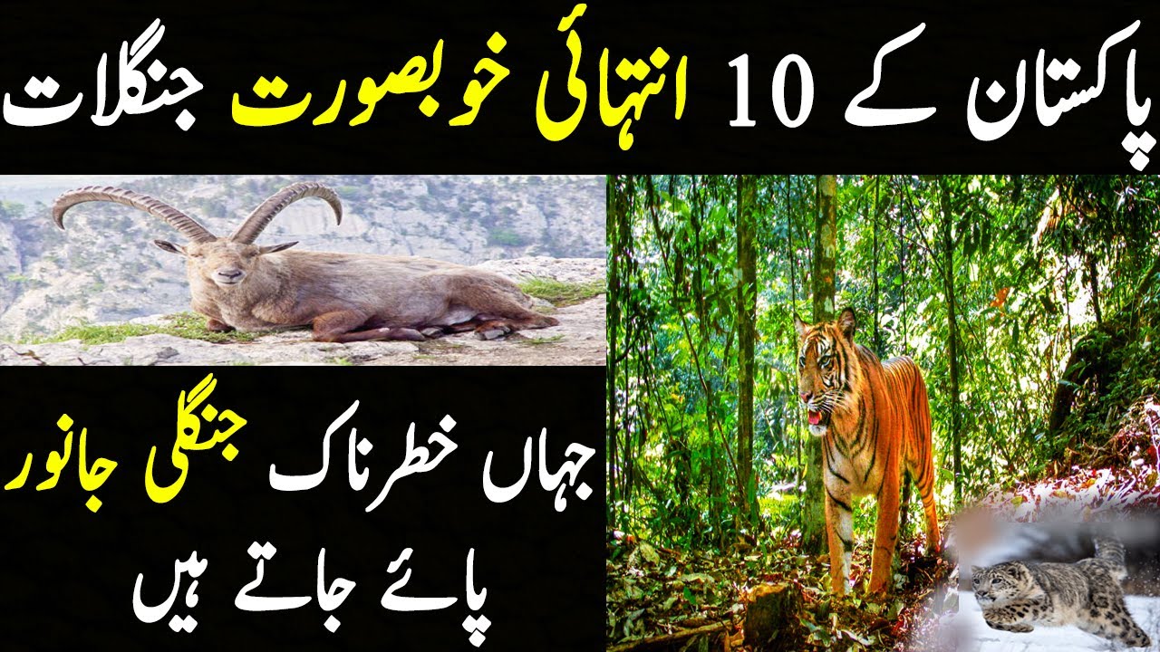 Top 10 biggest Jungles in Pakistan Documentary Tiger, Snow Leapords & Markhor animals