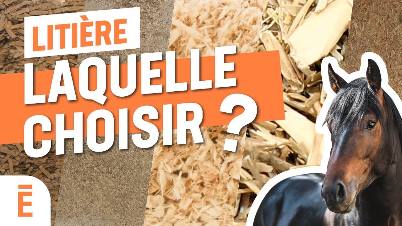 Litières pour chevaux : laquelle choisir ?