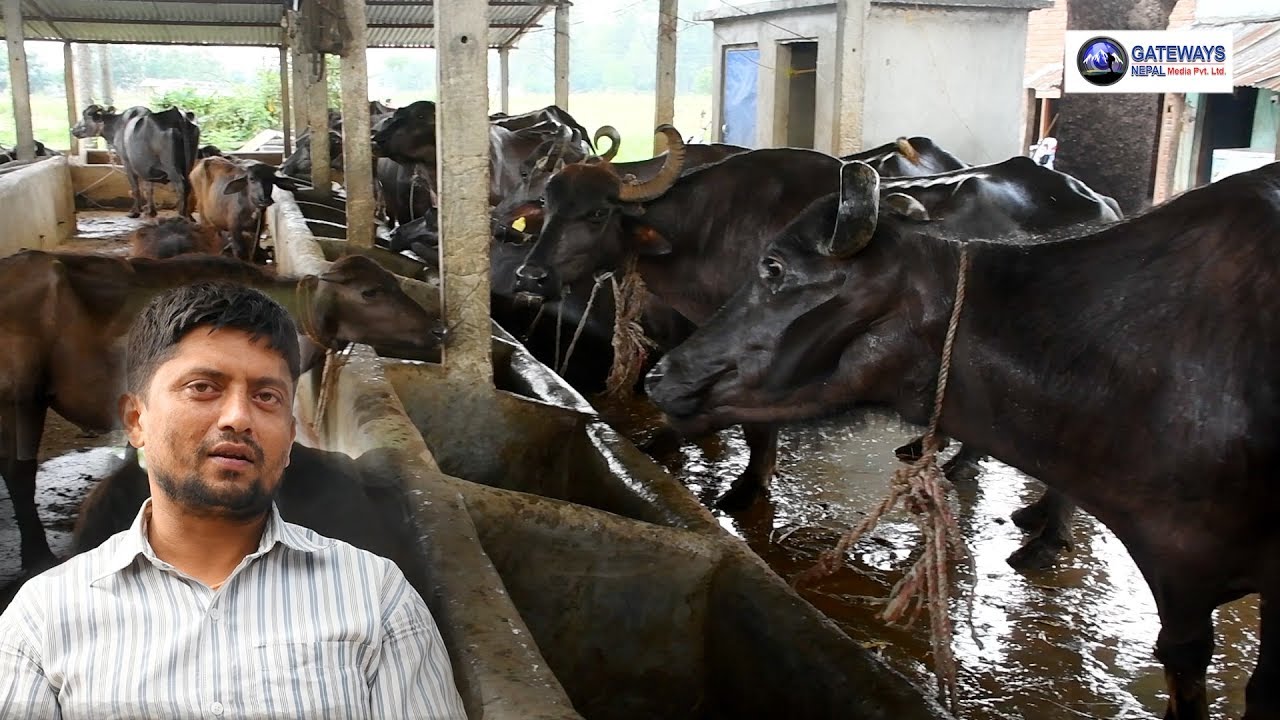 कम्प्युटर ईन्जीनियरको नोकरी छाडेर ब्यबसायिक  गाई-भैसी पालनमा लागेका युवाको कथा ।।