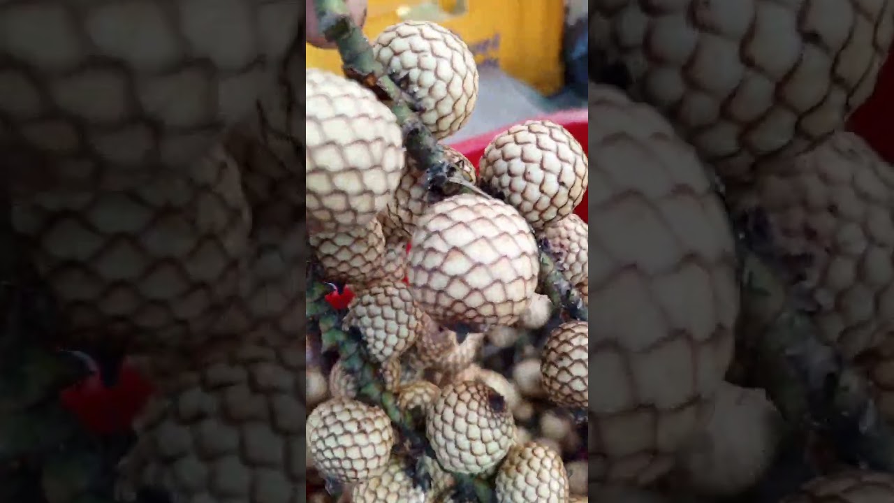 #YANTOK FRUIT