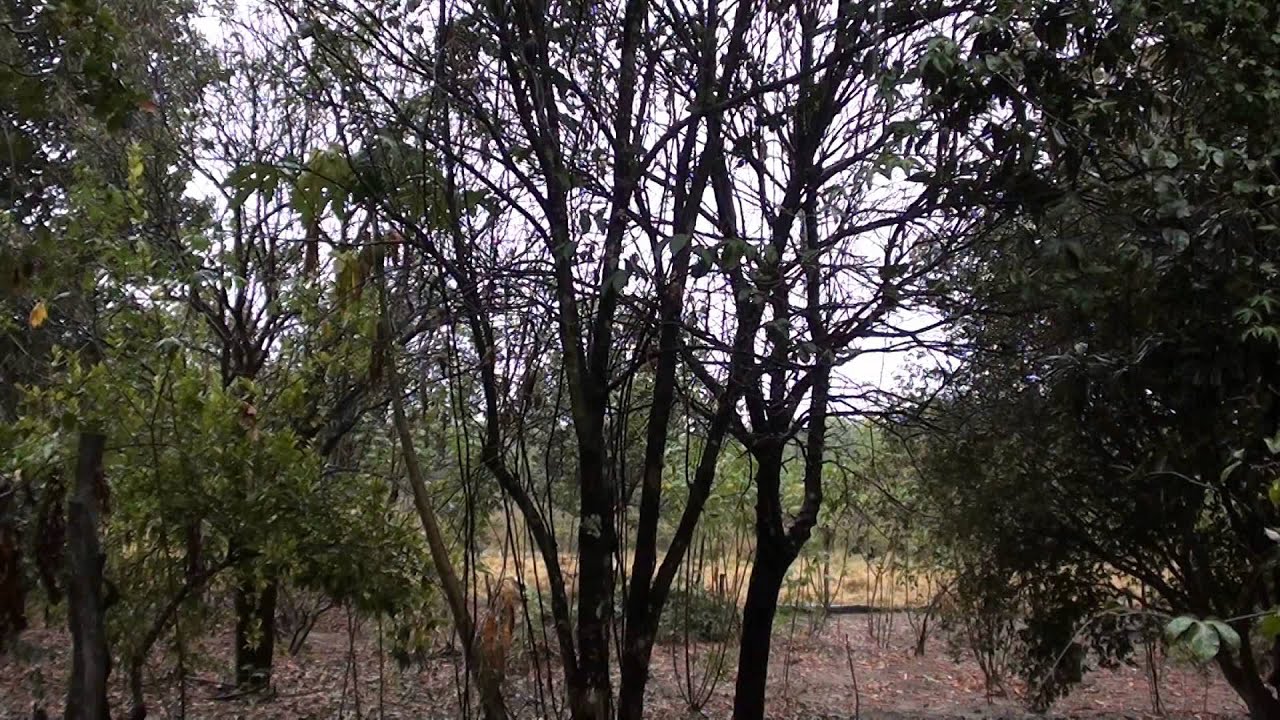 SONS DA CHUVA NO TELHADO DE CINCO, ALEGRIA DE PÁSSARINHOS, RELACHAMENTO CAIPIRA, CHOVENDO NA FAZENDA
