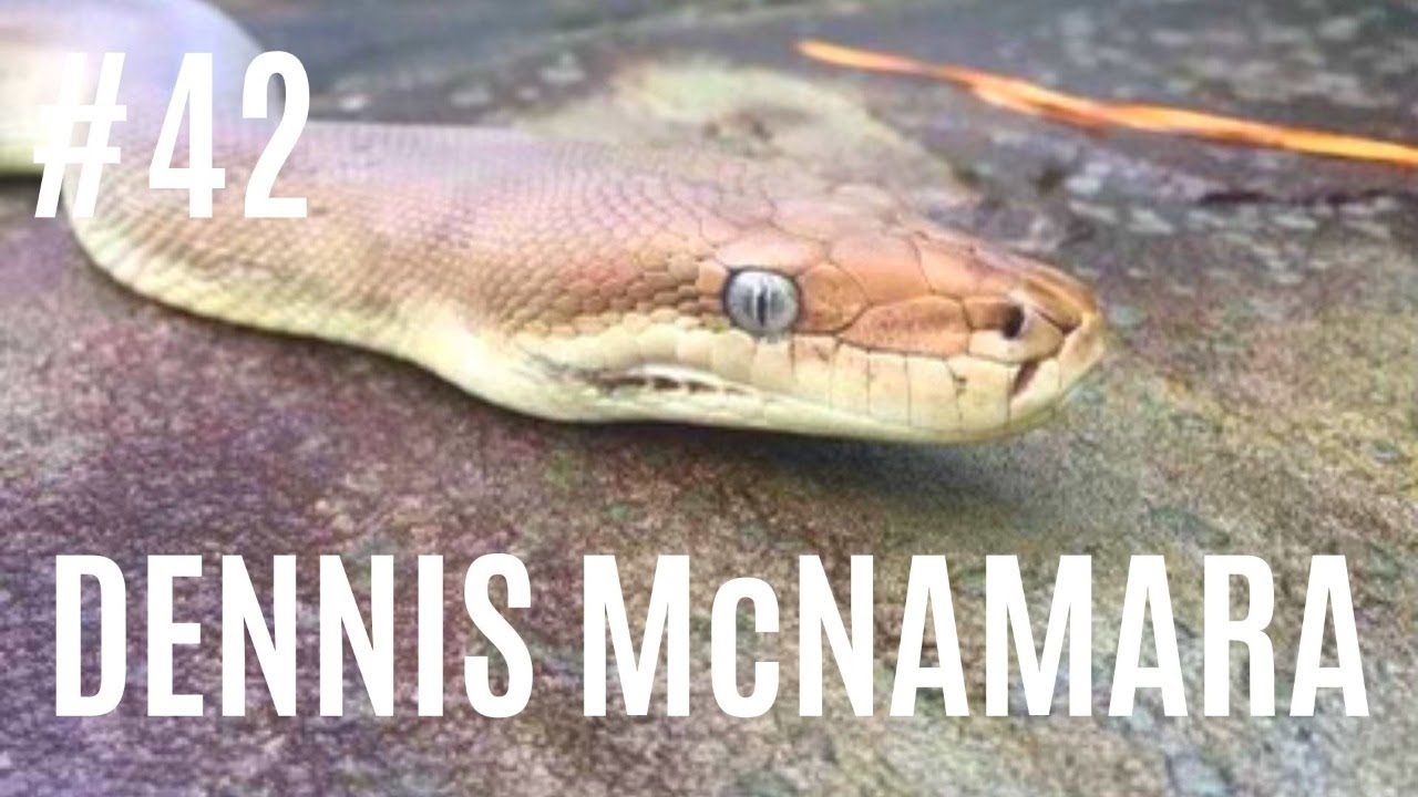 #42 DENNIS McNAMARA | ZOO KEEPER | SCRUB PYTHONS | OLIVE PYTHONS | UNFILTERED REPTILES PODCAST