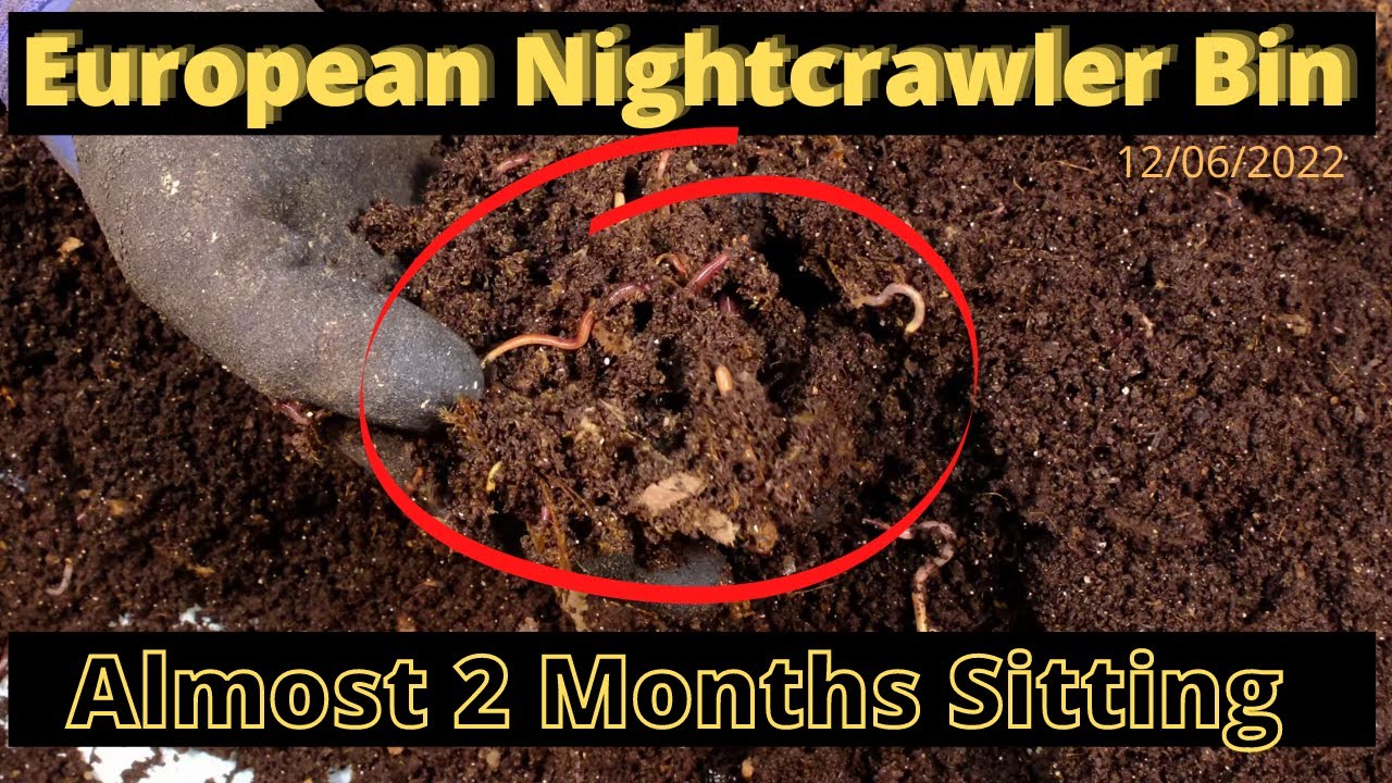 European Nightcrawlers (ENC) - Almost 2 Months 12/06/2022