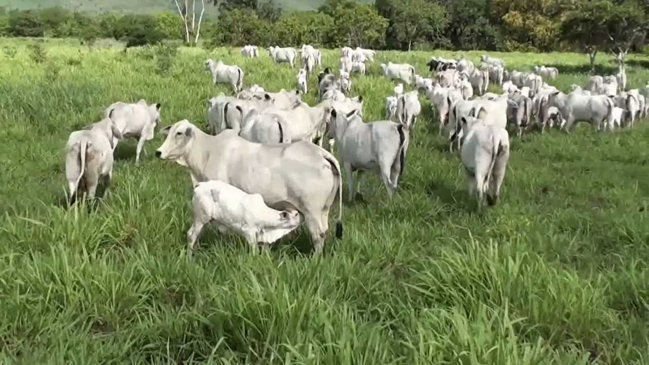 Cattle mating season Nelore - Raising calves in Bahia, Brazil
