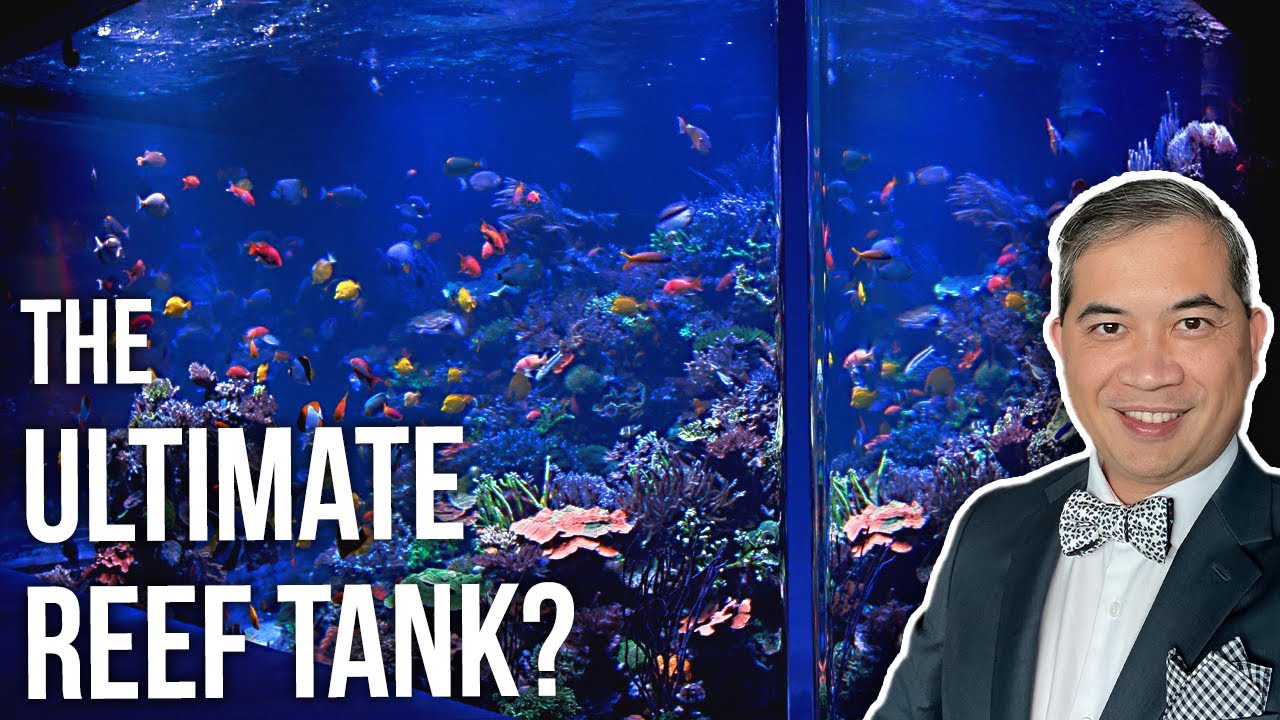 Является ли аквариум Polo Reef объемом 17 000 галлонов лучшим рифовым резервуаром?