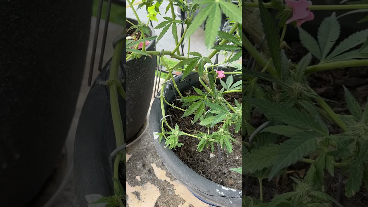 #marijuanagrowers #marijuanareviews #marijuanachannel #plants #weedchannel #puffcopeakpro
