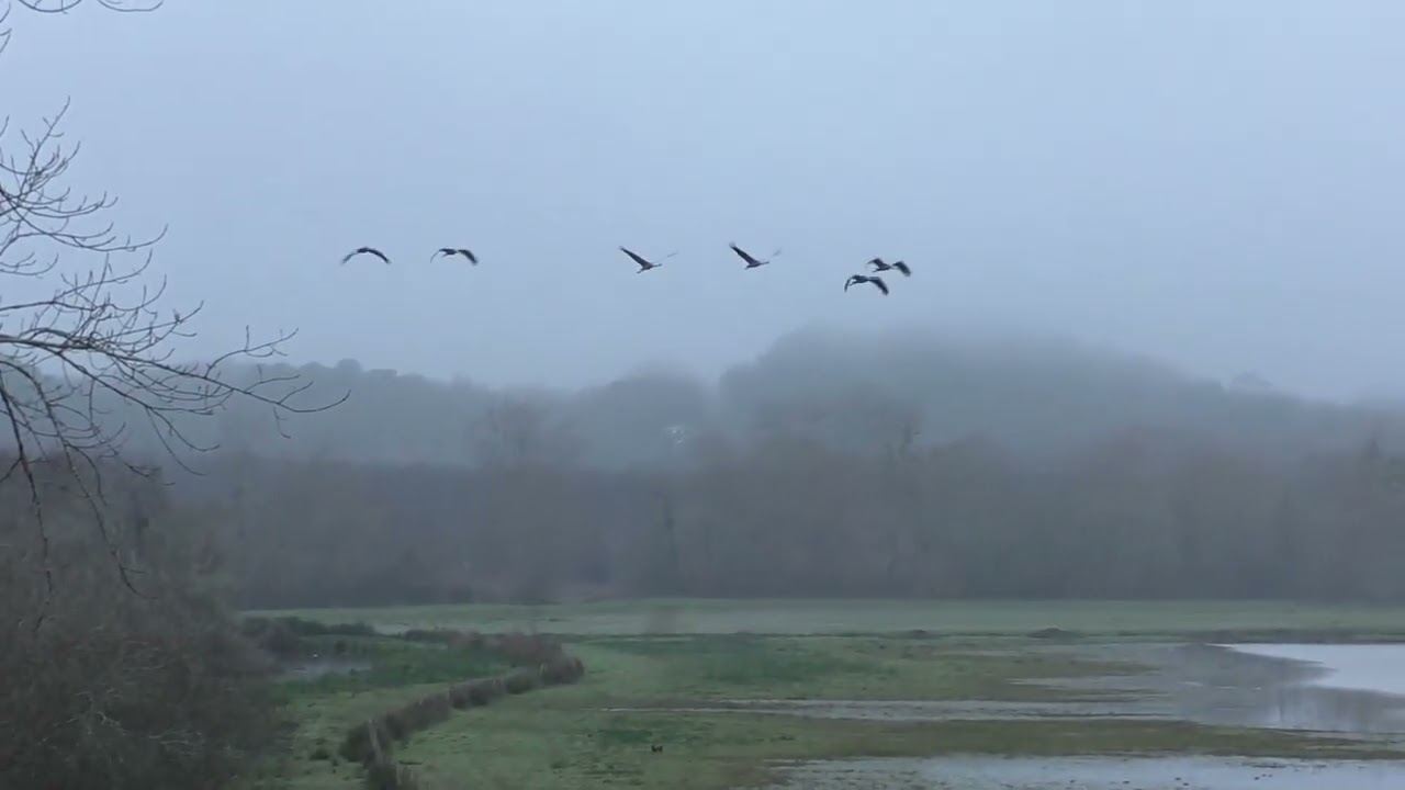 Grues à Saint-Martin-de-Seignanx
