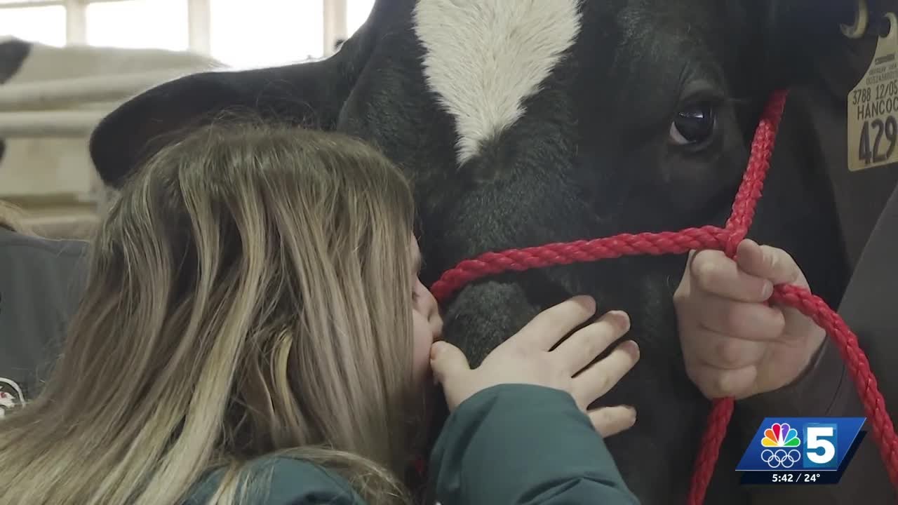 North Country leaders kiss a cow at the Miner Institute to celebrate the United Way's 2026 campaign