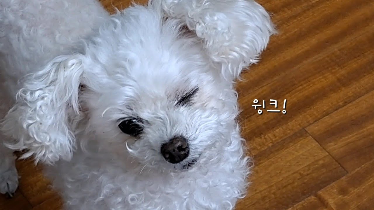 엘라스틴(?) 받은 강아지