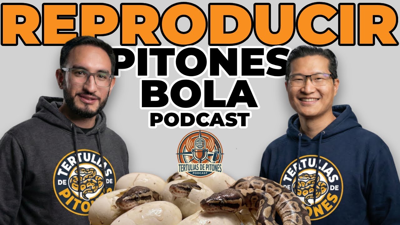 PODCAST #17 ¿Temporada  de REPRODUCCIÓN? 🐍🥚 El paso a paso de la crianza de Pitones Bola.