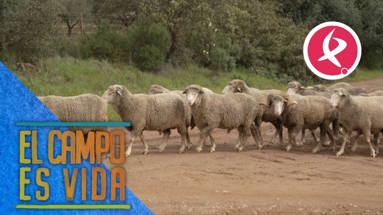Los carneros de Chabeli están preparados para cubrir | El campo es vida