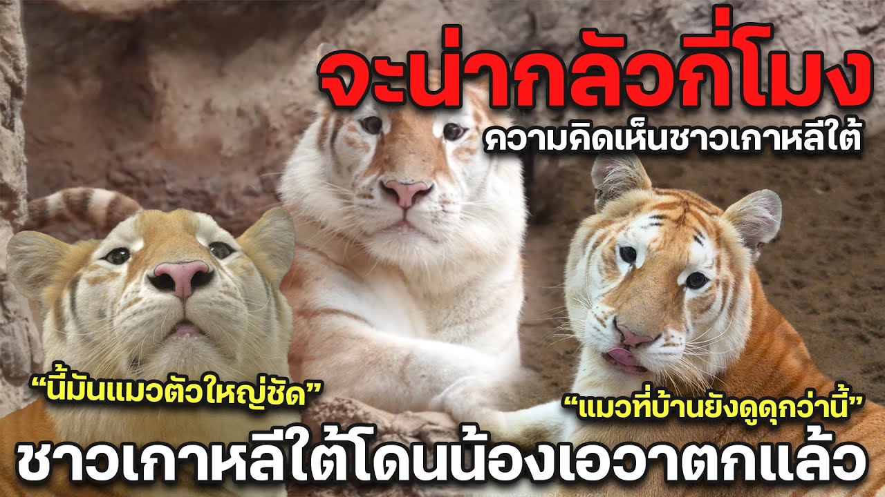 จะน่ากลัวกี่โมง น้องเอวาตกชาวเกาหลีใต้แล้ว คอมเมนต์ชาวเกาหลีใต้