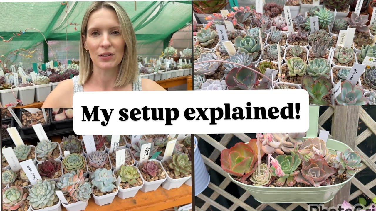 Behind the Scenes in My Succulent Greenhouse