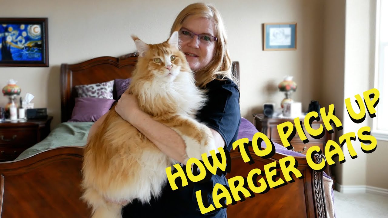 How to pick up a Maine Coon and Other Larger Cats