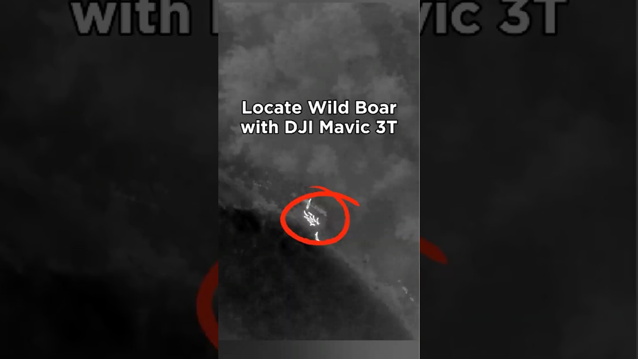Can You Spot the Wild Boar? Nighttime Thermal Imaging with DJI Mavic 3T 🔍  #djiinnovation