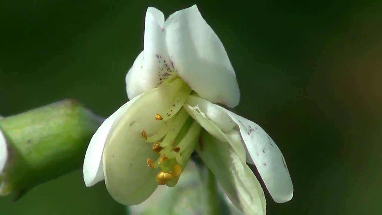 June Wildflowers at Wolf Road Prairie: Wild Quinine and White Wild Indigo