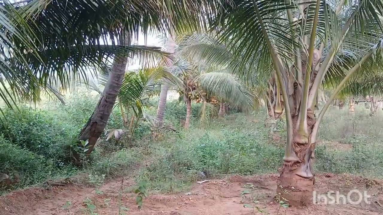 காரமடை சீலியூர் 4 ஏக்கர் தென்னந்தோப்பு ஏக்கர் 80 லட்சம் மட்டுமே 6383283437 