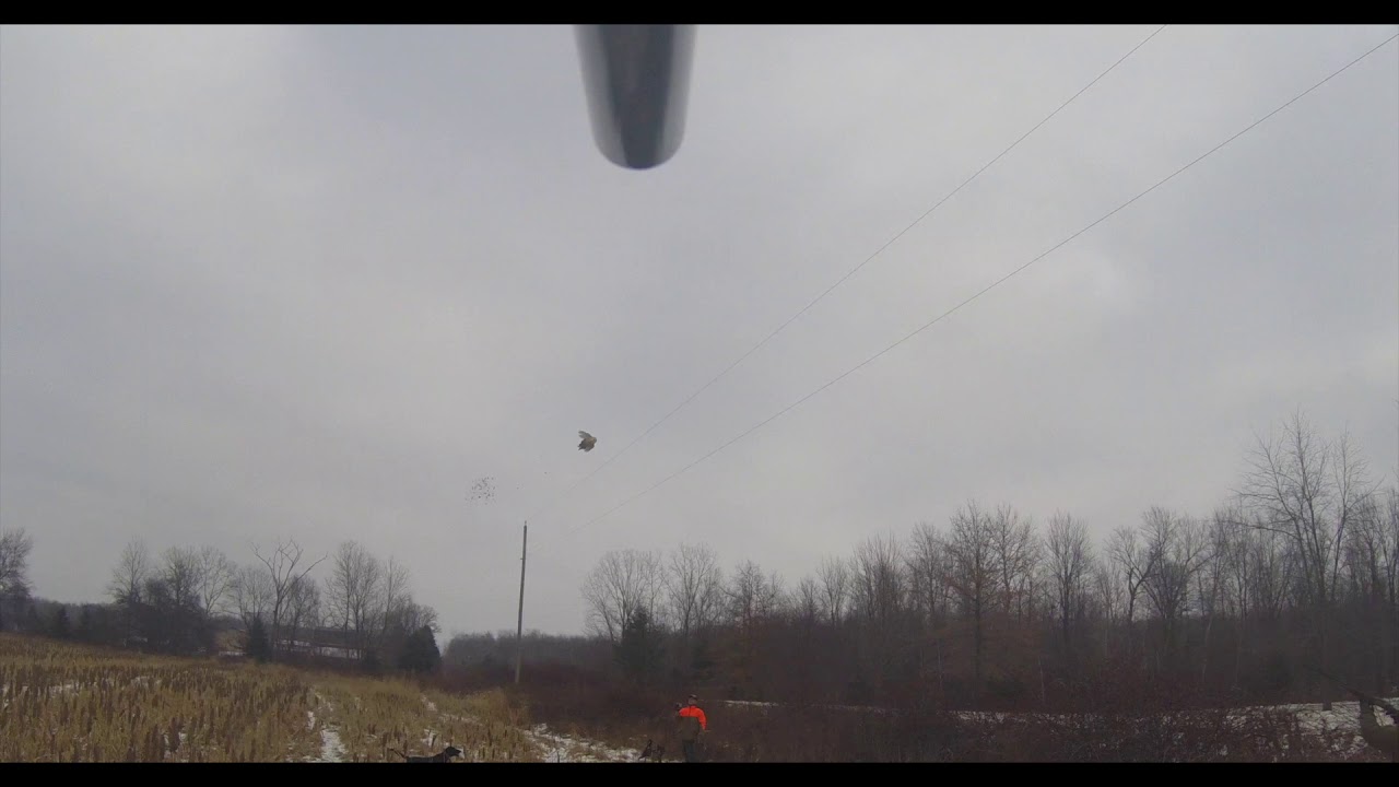 Hunting at the Rooster Ranch, Ubly, MI
