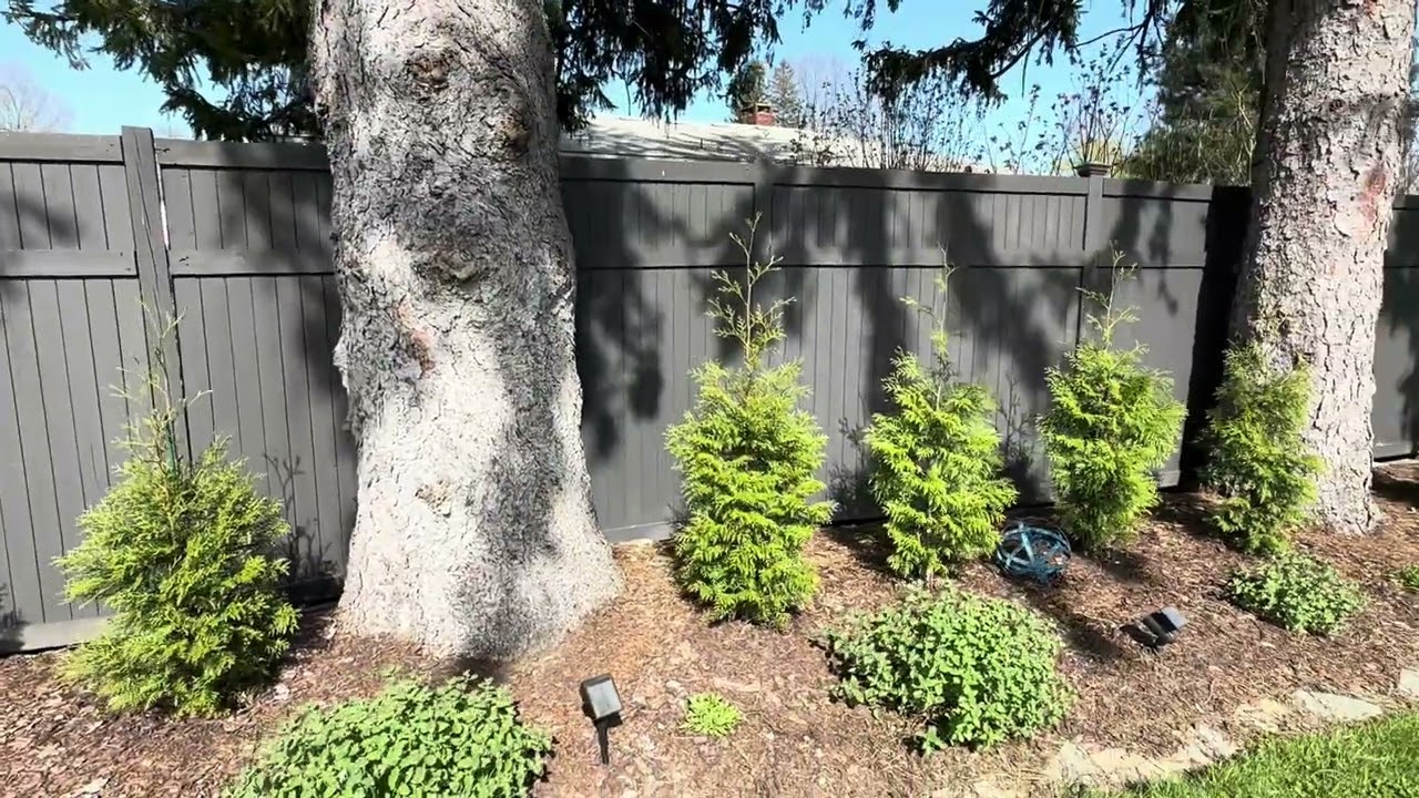 American Pillar Arborvitae Update!!