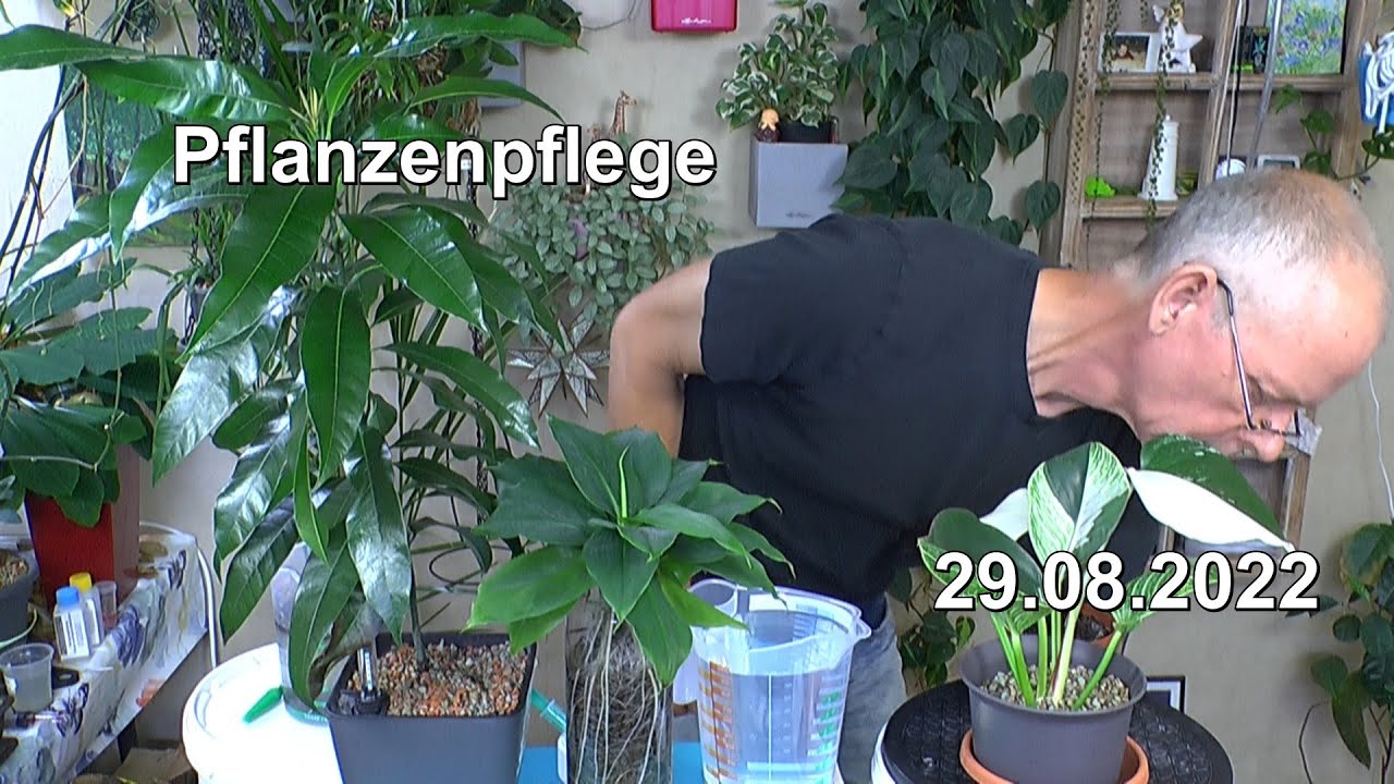 Pflanzenpflege in der Praxis raus aus der Kokoserde. Wasserkultur und Pflanzen versorgen mit H2O2