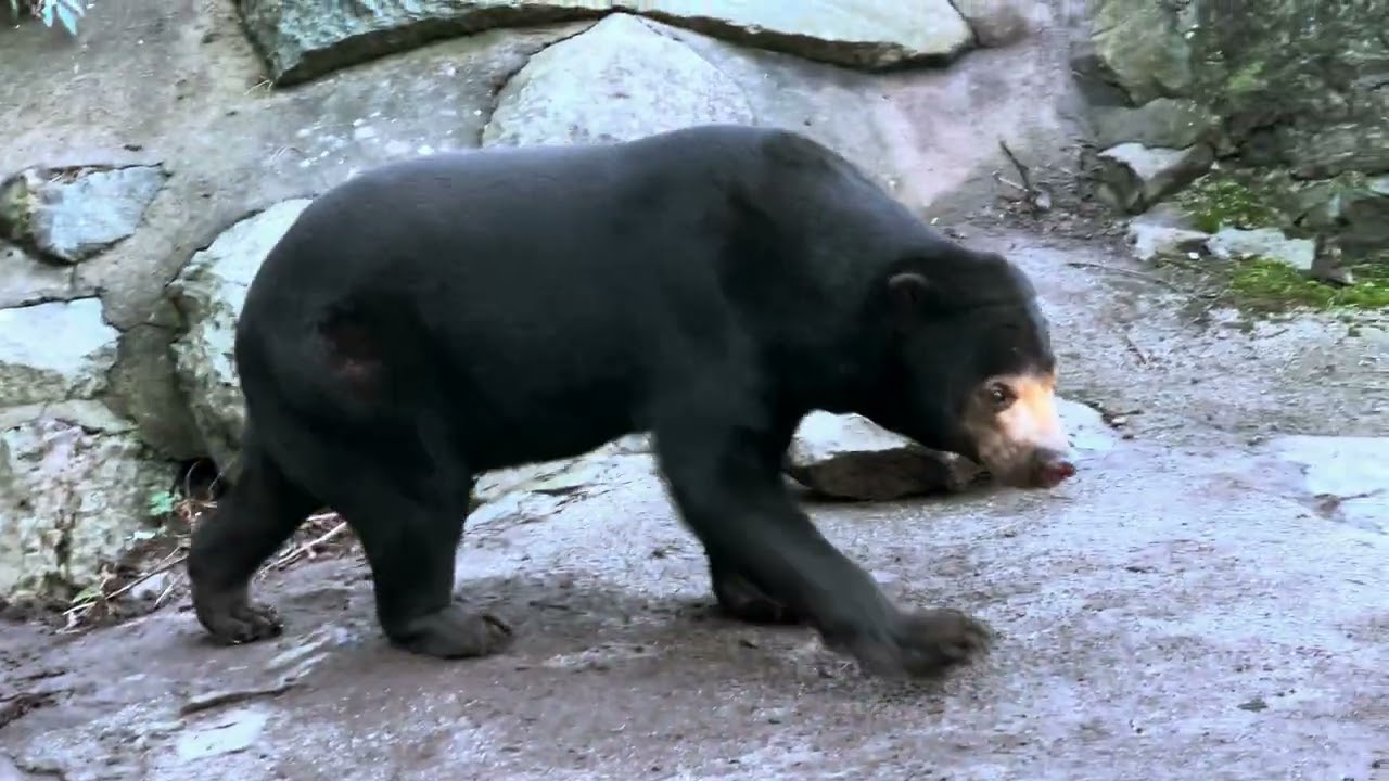 Edinburgh Zoo - Jan 2026