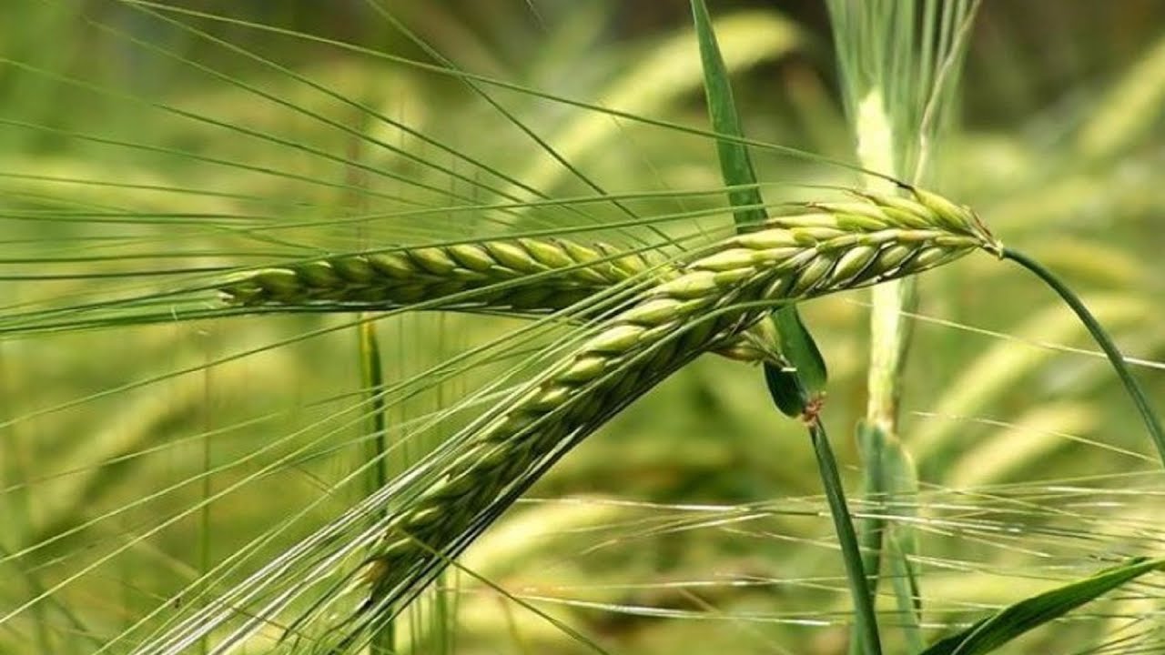 Выращивание Тритикале как бизнес идея