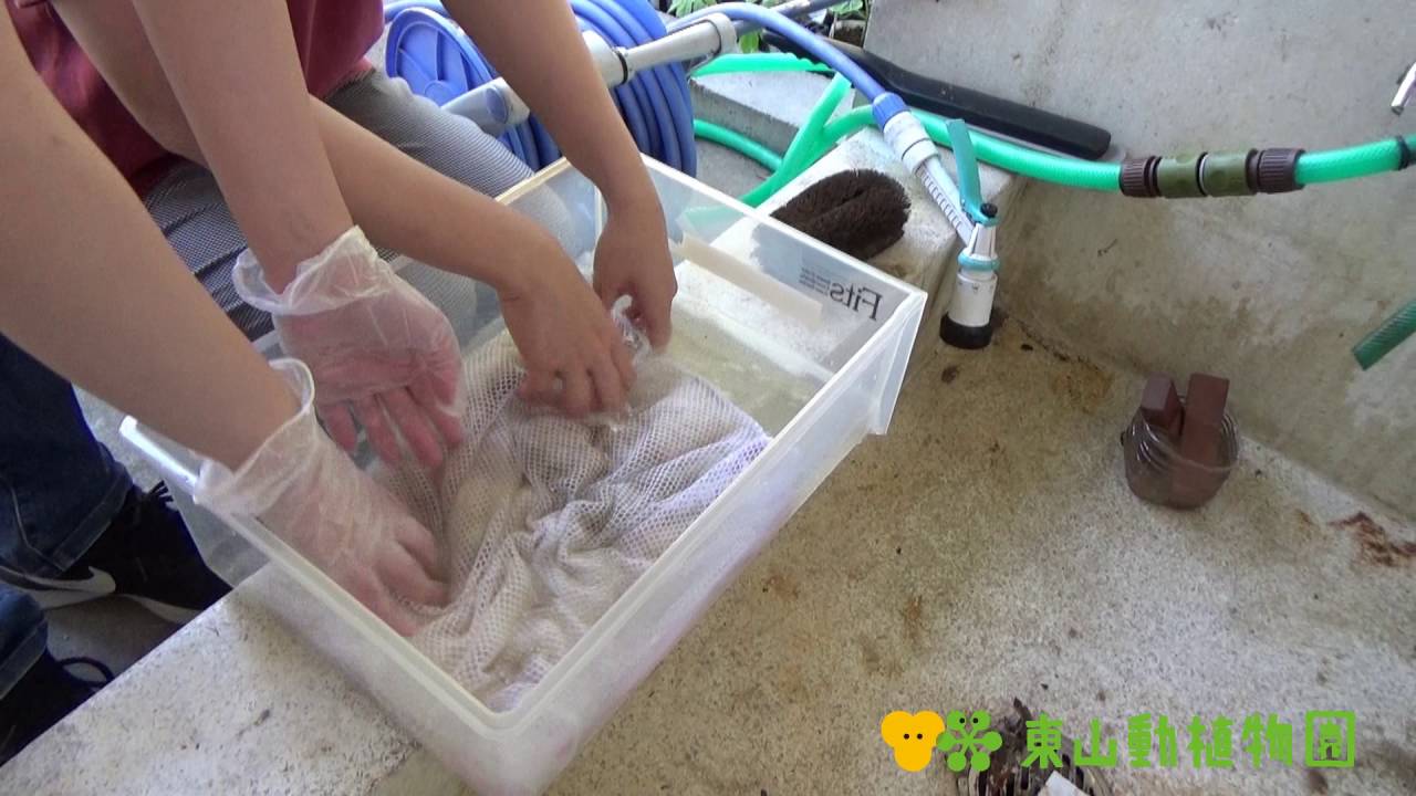 【東山動植物園公式】 ヒツジの毛洗い《 ヒツジ 》