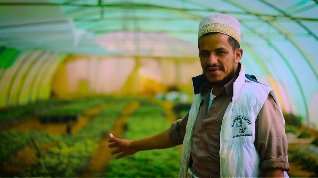البن اليمني في منطقة حراز