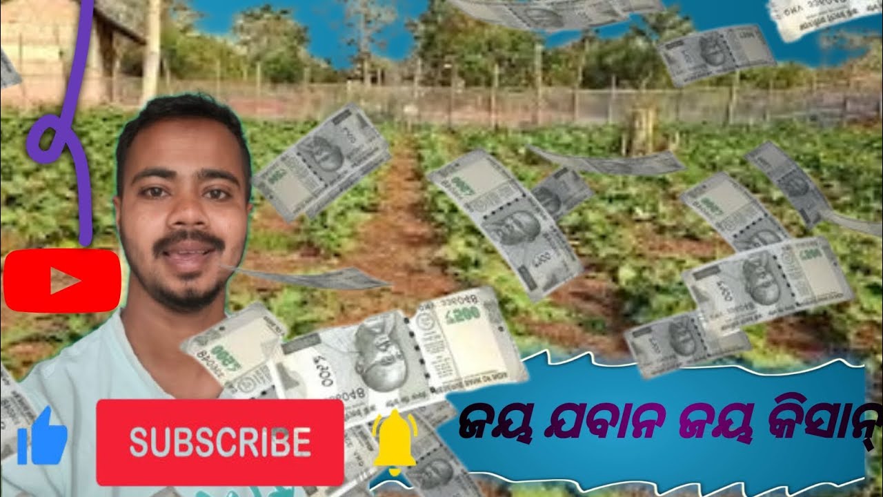 ଚାଷୀର ଖୁସି 😘#vegitables #minivlog #vegitablesfarming#minivlog #