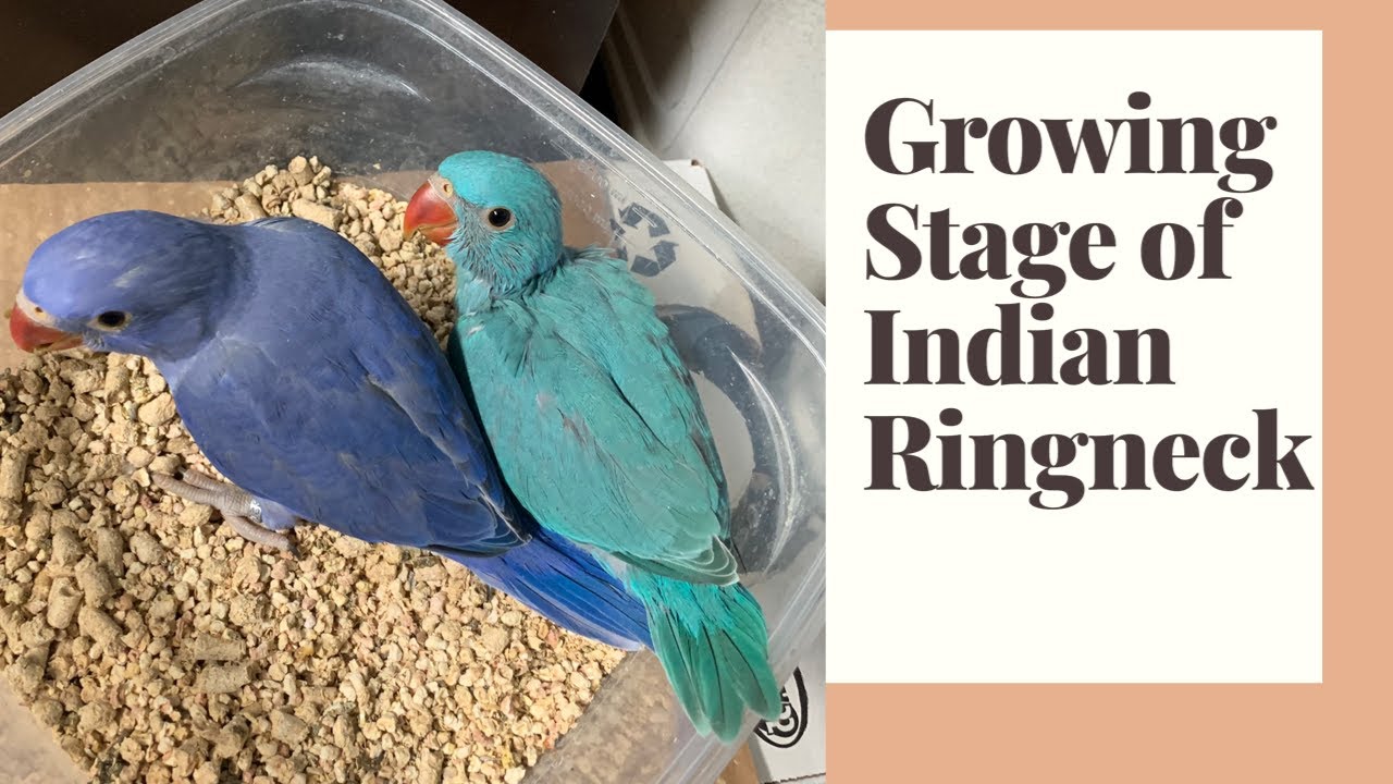 GROWING STAGE OF INDIAN RINGNECK