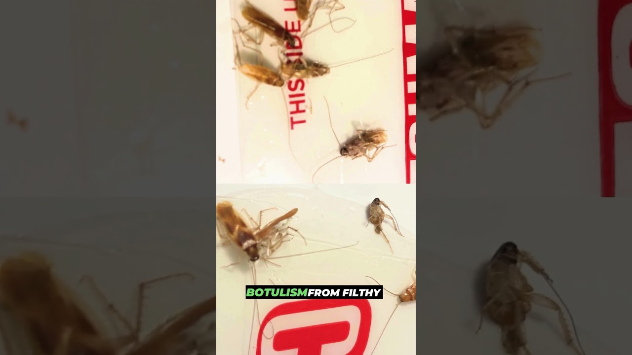 Roaches Can Be a Health Threat!