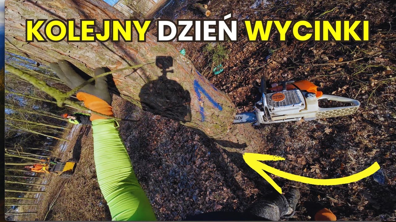 KOLEJNY ZWYKŁY DZIEŃ NA WYCINCE