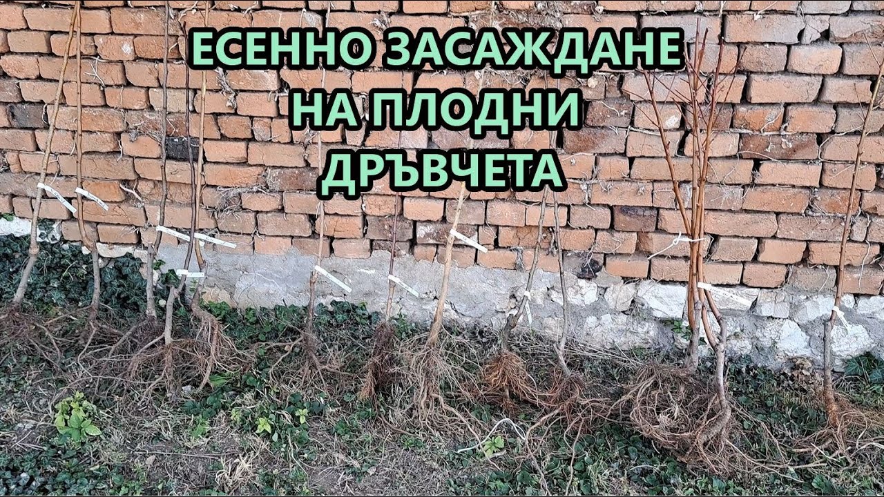 Разширявам овощната градина