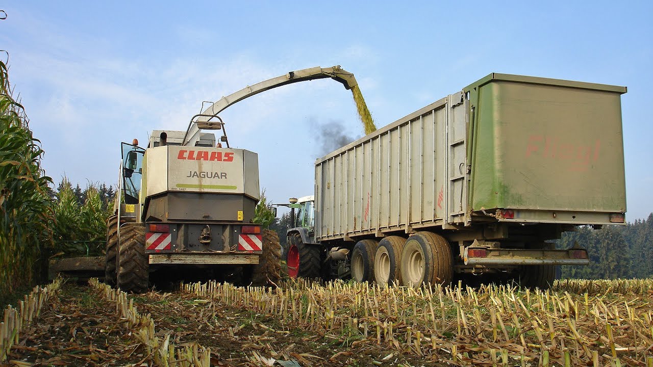 Maisernte für eine Biogasanlage